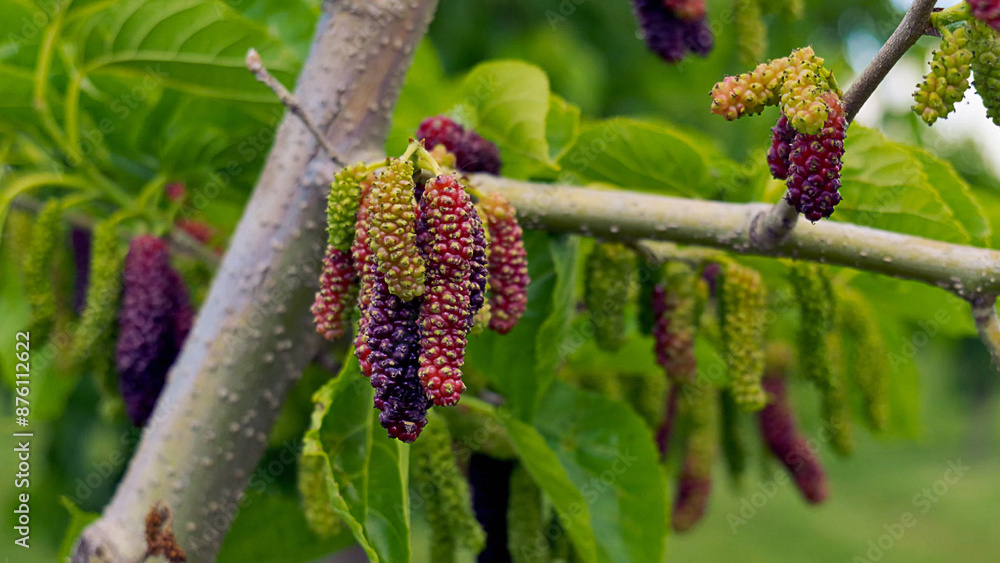 A branch of a mulberry tree is growing well of Brentwood's largest mulberry farm, California, May 2024 A branch of a mulberry tree is growing well of Brentwood's largest mulberry farm, California, May 2024