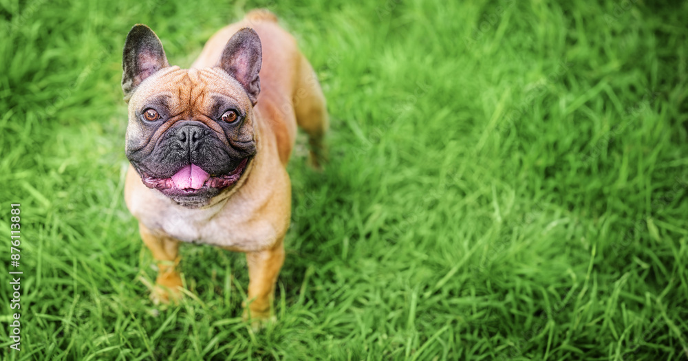 Funny Brown French bulldog on green grass background Funny Brown French bulldog on green grass background
