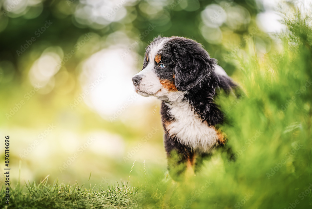 Bernese Mountain Dog puppy on the grass in the garden Bernese Mountain Dog puppy on the grass in the garden