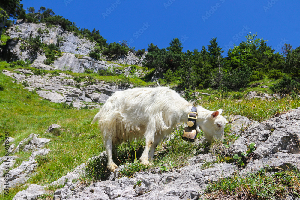 Obraz premium White goat with bell grazing in the Swiss Alps, near Appenzell in the Alpstein mountain range, Ebenalp, Switzerland