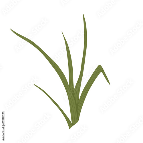 Grass illustration. Hand drawn leaves of greenery. Green isolated illustration of herb on the white background. Vector print design.