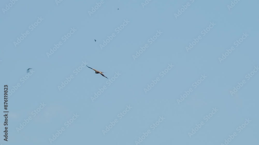 A Red Kite (Milvus milvus) circling on rising thermals under clear blue summer sky, Aragon, Spain A Red Kite (Milvus milvus) circling on rising thermals under clear blue summer sky, Aragon, Spain