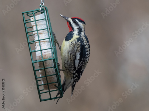 Brightly colored male Yellow-bellied Sapsucker perched on a garden suet feeder