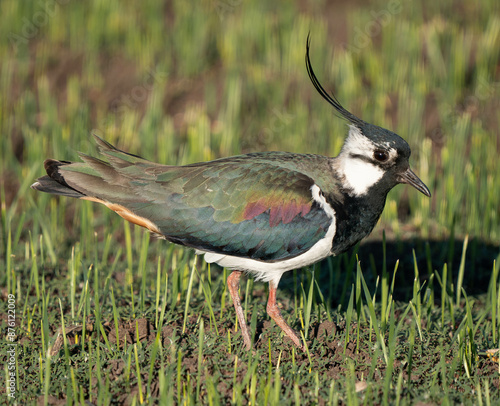 Photography The northern lapwing (Vanellus vanellus), also known as the peewit