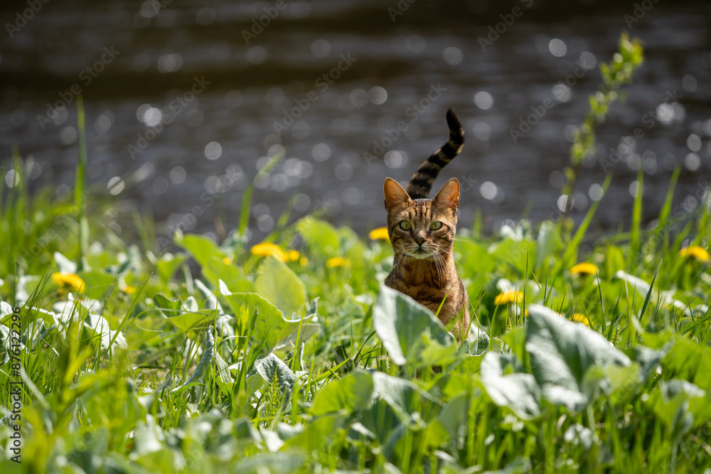 Cat by the river in the grass. Cat by the river in the grass.