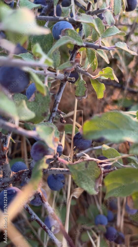 berry background at golden hour, wild berries berry background at golden hour, wild berries