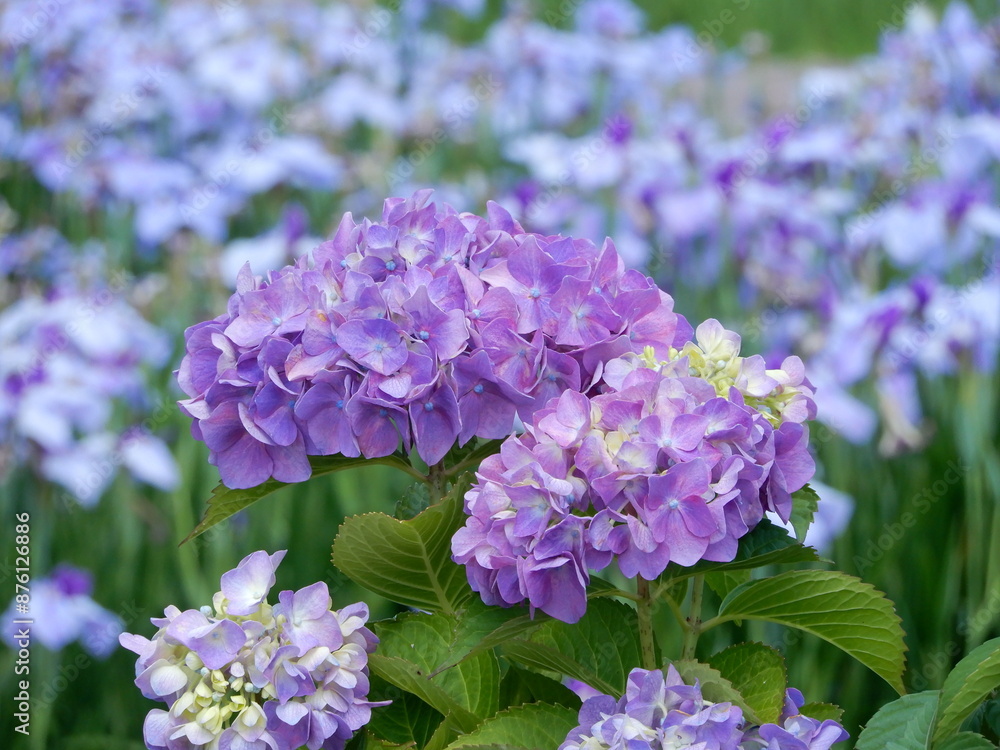 新潟県阿賀野市瓢湖のアヤメ園の両脇に咲く紫のアジサイ Hydrangea macrophylla, Hyokosuikin Park, Agano, Niigata 新潟県阿賀野市瓢湖のアヤメ園の両脇に咲く紫のアジサイ Hydrangea macrophylla, Hyokosuikin Park, Agano, Niigata