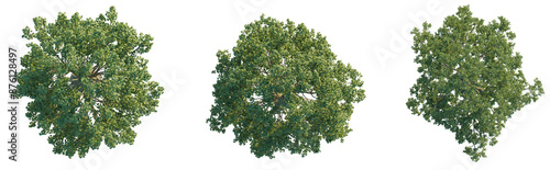 Konstfotografi Crown tree plan top view 4k png cutout