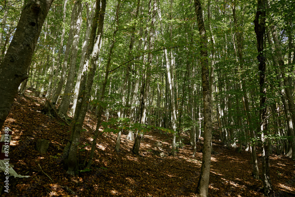 Fototapeta premium A red and white fire hydrant surrounded by nature in a peaceful wooded setting