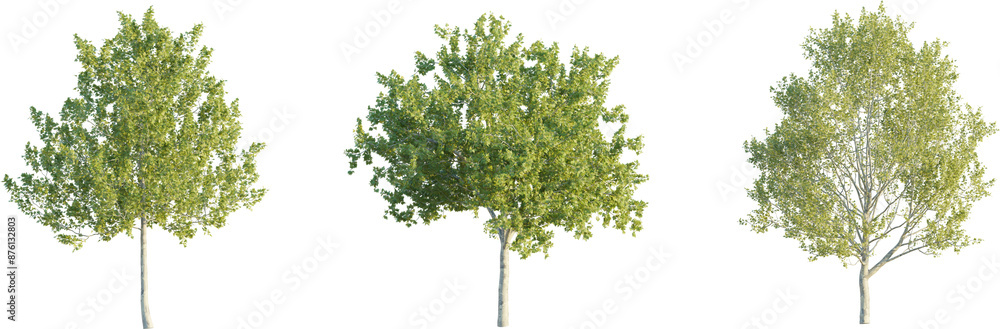 Fototapeta premium American Sycamore tree 4k png cutout