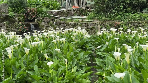 Beautiful Calla Lily Field in Taipei, Taiwan, Yangming Bamboo Lake, April 11, 2024