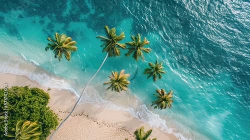 Tropical palm trees on sandy shoreline