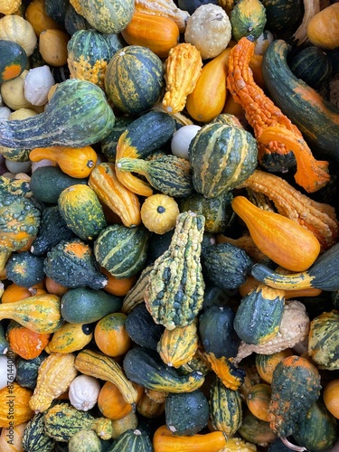 assorted gourds photo