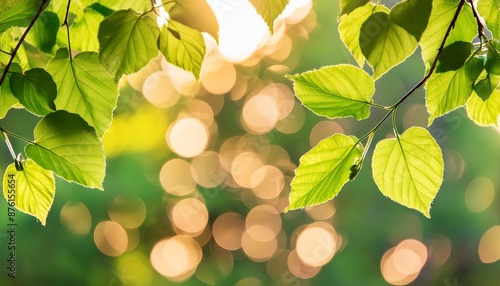 fresh green limetree leaves branch in spring isolated on abstract sunny background beautiful nature scene with bokeh lights backlit photo concept with copy space photo