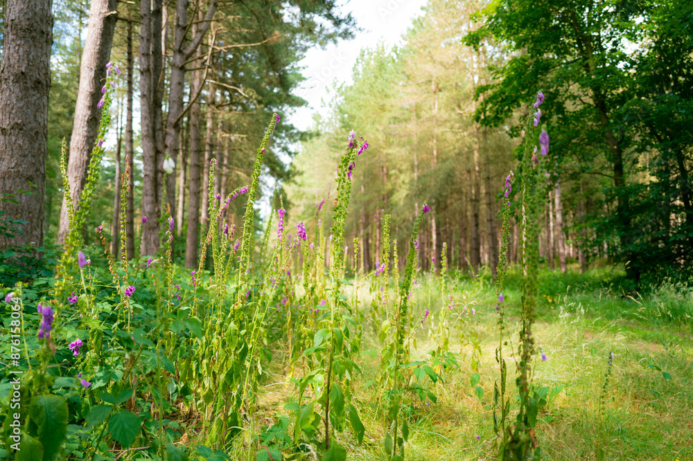 Obraz premium Wild foxglove plants seen growing in abundance on an English pine forest located in East Anglia. Seen in a clearing of the dense forest.