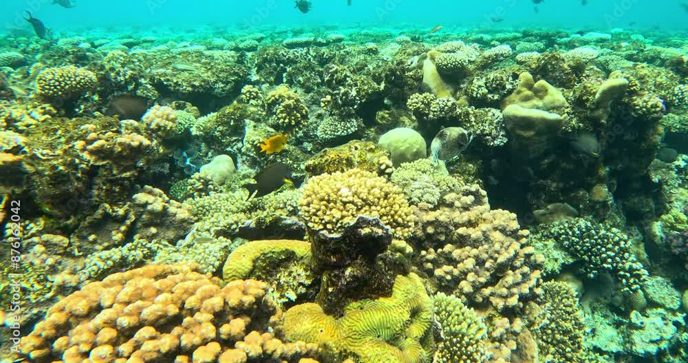Tropical Fish on Vibrant Coral Reef Tropical Fish on Vibrant Coral Reef