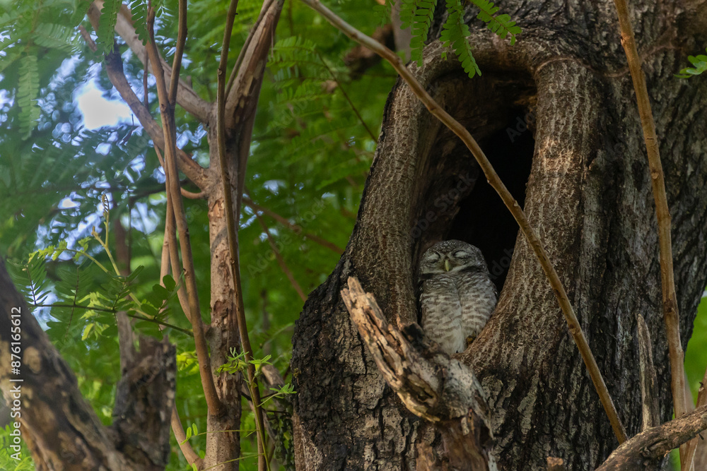 Spotted owlet, Athene brama, in the hole nest at tropical forest habitat for nocturnal bird of prey and wildlife concept Spotted owlet, Athene brama, in the hole nest at tropical forest habitat for nocturnal bird of prey and wildlife concept