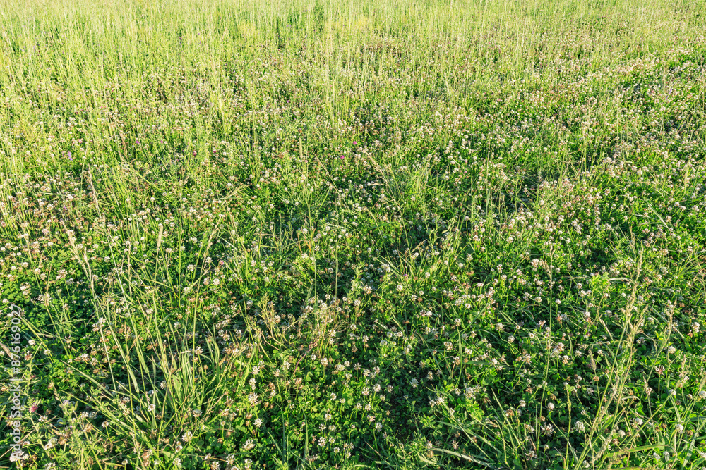 Grass on the meadow at summer evening time. Grass on the meadow at summer evening time.