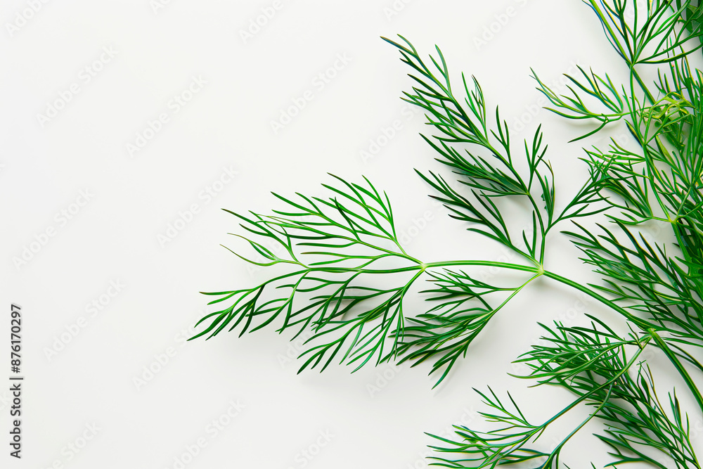 Fototapeta premium Dill on a white background