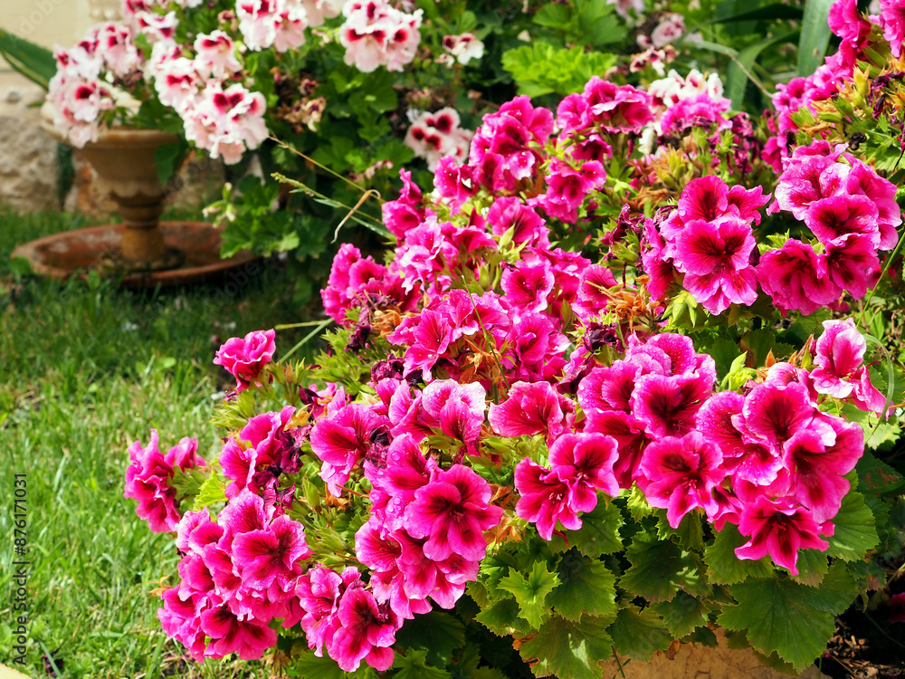 Bright Pink Geranium Flowers Blooming in a Lush Garden Bright Pink Geranium Flowers Blooming in a Lush Garden