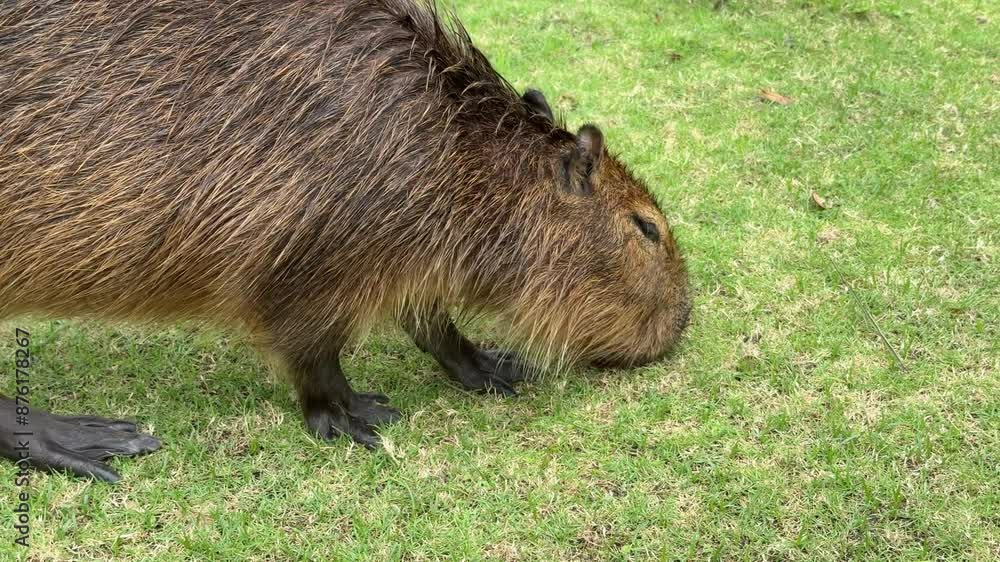 Cute Baby Capybara Eating Grass in a Field Cute Baby Capybara Eating Grass in a Field