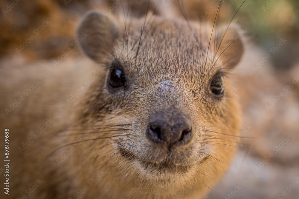 Naklejka premium The closeup portrait of a desert rodent, a rock hyrax, living in the bushes of a Ein Gedi park oasis, in Israel.