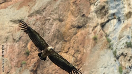 a Griffon vulture (Eurasion griffon, Gyps fulvus) gliding, in flight