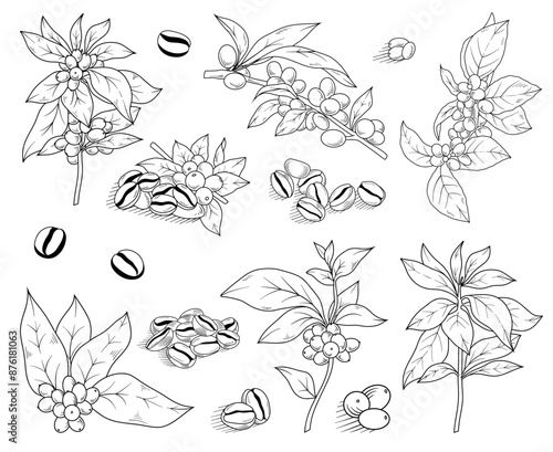 Coffee plant branches line drawing illustrations, coffee beans, berries, hand drawn vector set