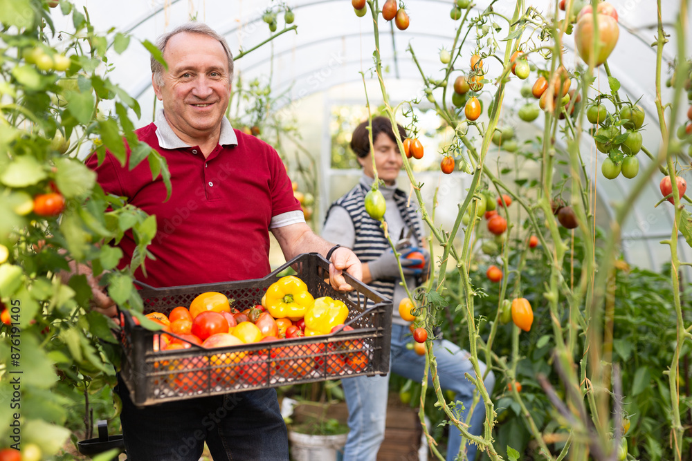 Fototapeta premium Elderly couple harvests ripe tomatoes and bell peppers in greenhouse