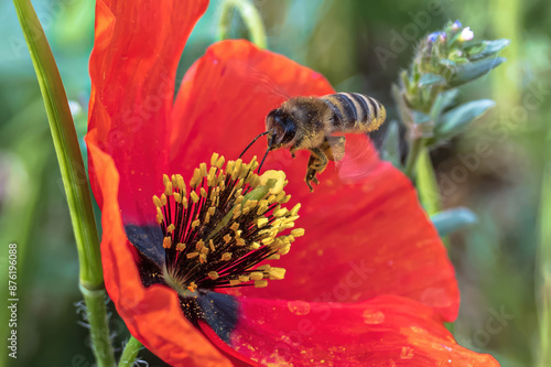 Common bee Apis mellifera flying around red poppy Papaver rhoeas