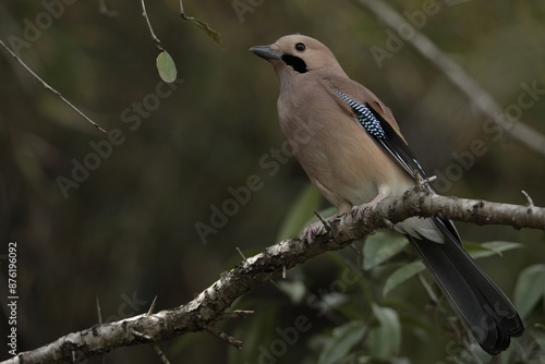 A Eurasian Jay sitting on a branch