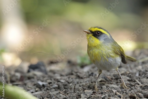 A black faced warbler on the ground
