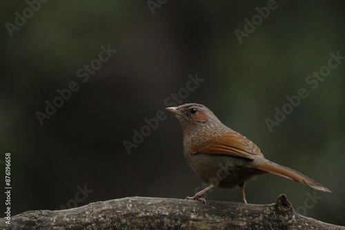 Photography Streaked Laughingthrush Perched on a Tree Branch in Nainital, Uttarakhand, India