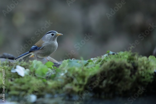 Photography Blue-winged Minla (Blue-winged Siva) Perched on a Wooden Log in Nainital, Uttara