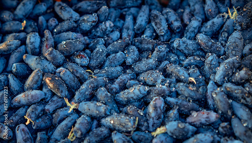 Blue Honeysuckle Berries A Delicious and Nutritious Fruit With Vibrant Color and Juicy Flavor