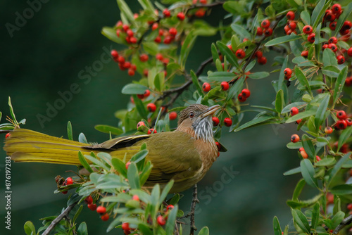 Photography Mountain Bulbul Perched on a Berry Tree Branch in Nainital, Uttarakhand, India