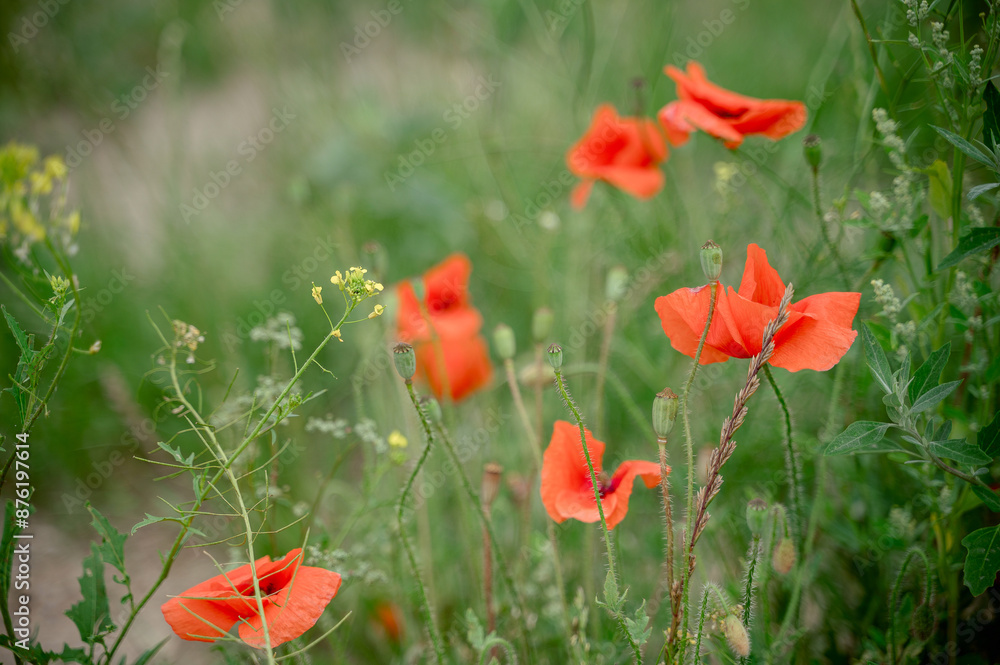 Fototapeta premium close-up of red poppies among greenery