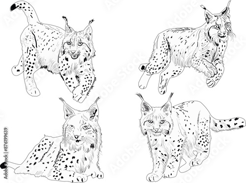 four lynx outlines set isolated on white background