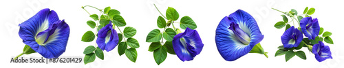 Butterfly pea blue flowers or Clitoria ternatea set isolated on transparent white background, png. Blue flowers of butterfly pea plant with bud and leaves. Anchan flower photo