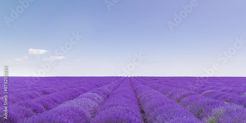 Lavendelfelder unter blauem Himmel