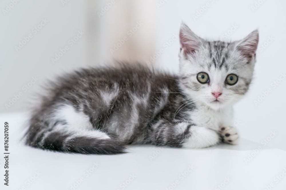 Cute looking cat sits on a white table, Cute young silver tabby Scottish Fold cat Cute looking cat sits on a white table, Cute young silver tabby Scottish Fold cat