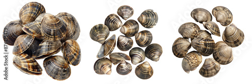 Set of fresh Ansari clams neatly arranged, showcasing their natural textures and colors, isolated on a transparent background photo