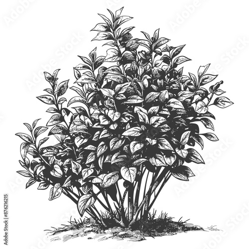 Ornate detailed pencil drawing of a lush dense shrubbery with delicate leaves and budding flowers
