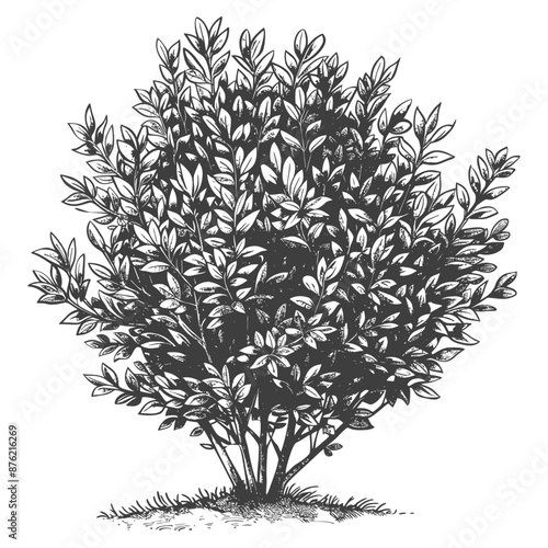 Detailed botanical drawing of a lush green bush with intricate leaves and branches
