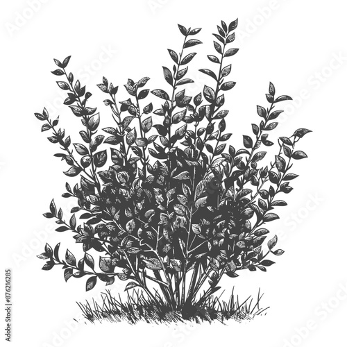 Detailed botanical drawing of a leafy green shrub with intricate branches and veins