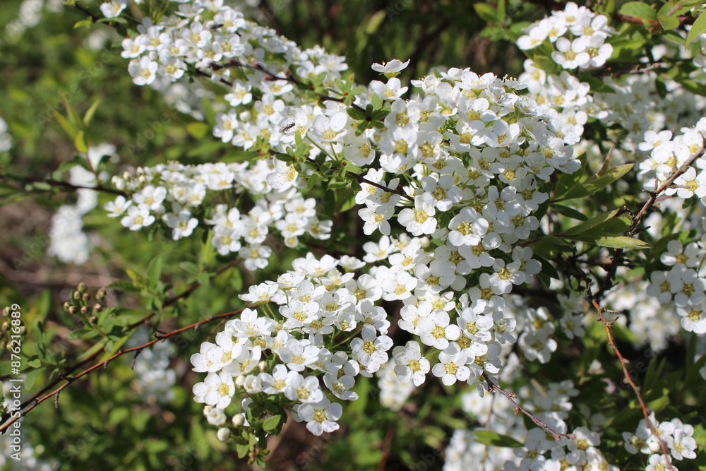 Blooming Spiraea Cantoniensis Lour in a Serene Garden. Symphony of White Flowers Blooming Spiraea Cantoniensis Lour in a Serene Garden. Symphony of White Flowers