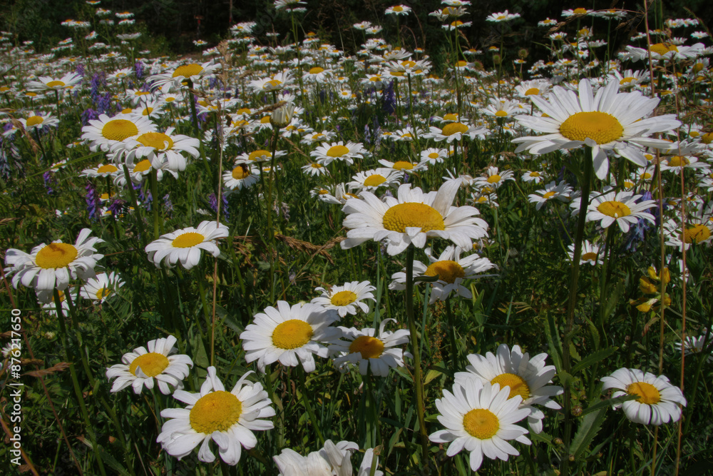 Ταπετσαρία Beautiful chamomile flowers in the sun