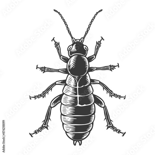 Detailed illustration of a termite with intricate details and a vintage feel