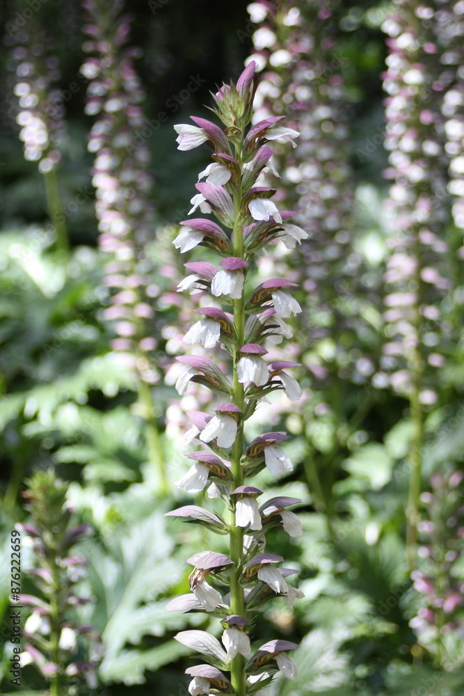 Acanthus mollis in park Acanthus mollis in park