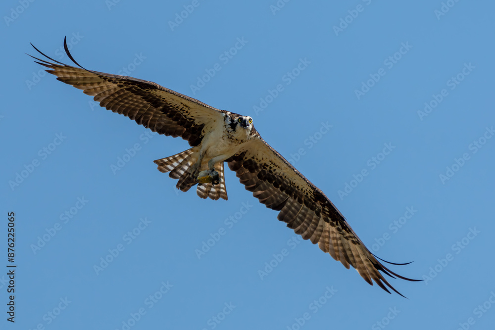 Osprey flying near nest Osprey flying near nest